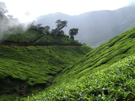 10 Best Tea Plantations In India You Can Explore