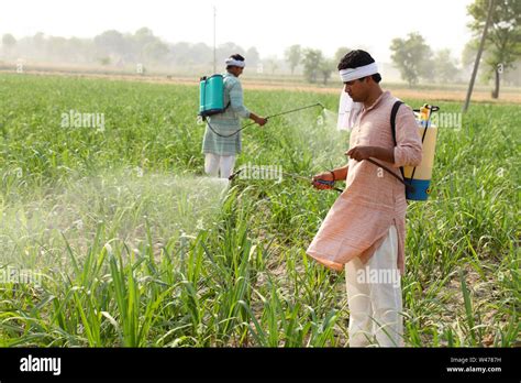 Farmer Spraying Pesticide On Crop Stock Photo Alamy