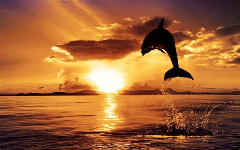 Sunsets With Dolphins Wallpapers Wallpaper Cave