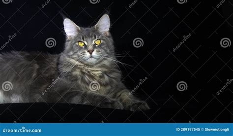 Blue Blotched Tabby Maine Coon Domestic Cat Female Laying Against