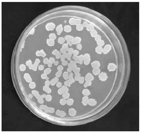 海洋巨大芽孢杆菌、微生物肥料及发酵液和应用