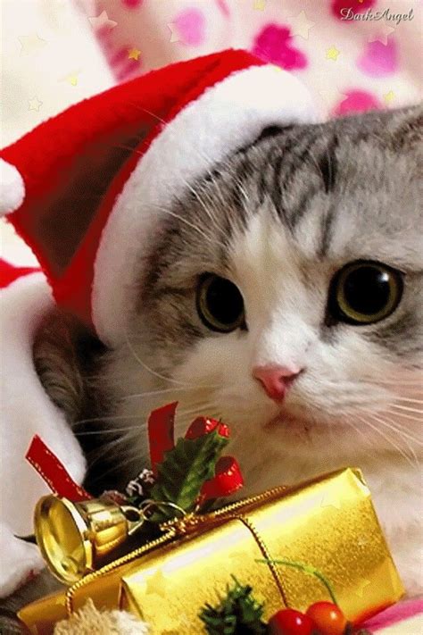 Funny Cat Xmas Images Funny Meme King