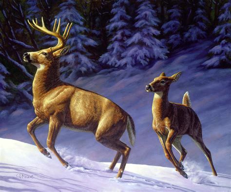 Whitetail Deer Painting - Startled Painting by Crista Forest