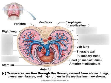 Transverse Section Through The Thorax Viewed From Above Lungs