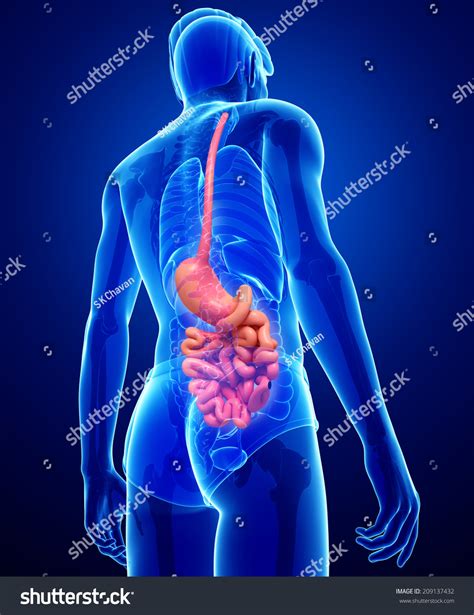 Illustration Male Small Intestine Anatomy Stock Illustration