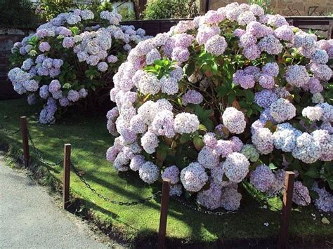 Potare Le Ortensie Potatura Potare Le Ortensie Giardinaggio