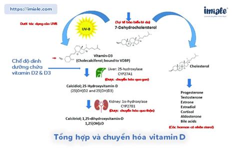 T Ng Quan Vitamin D V Nh Ng I U C N Bi T