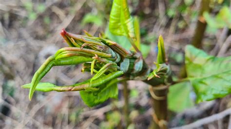 🏡 How To Identify Japanese Knotweed Shoots