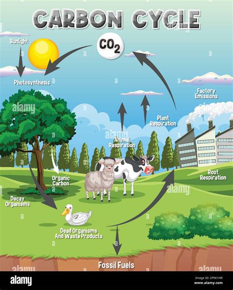 Carbon cycle diagram Stock Vector Images - Alamy