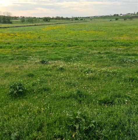 Um Campo De Grama Verde Um Campo De Flores Amarelas E Uma Pequena