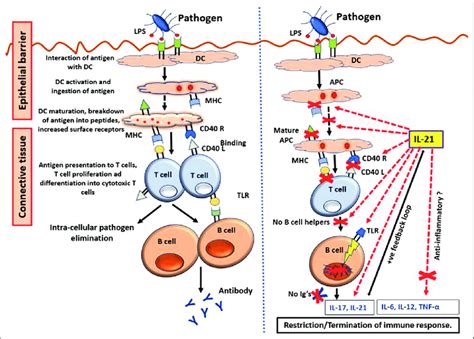 Molecular And Cellular Immunopathogenesis Involving Il Il