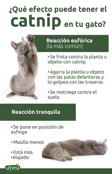 ¿qué Es El Catnip Descubre Sus Beneficios Para Tu Gato Y Sigue Estas