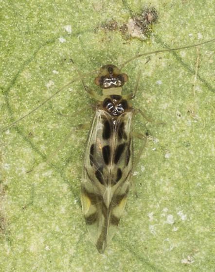 Adult Barkhouse Sp Graphopsocus Cruciatus BugGuide Net