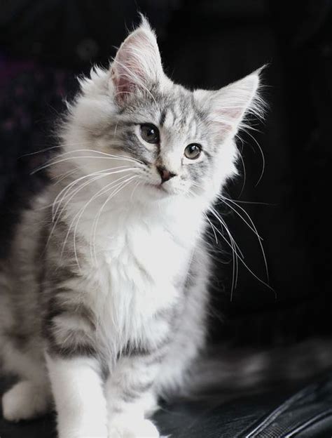 50 Cute Maine Coon Kittens That Are Actually Giants Waiting To Grow Up