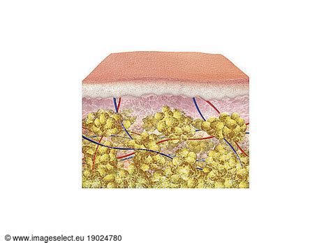 Section of smooth skin (compared to skin with cellulite) with epidermis ...