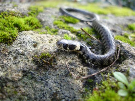 Aidons Les Reptiles Dans Nos Jardins LPO Ligue Pour La Protection