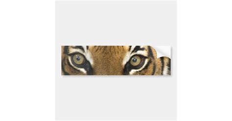 Eyes of the Tiger Bumper Sticker | Zazzle