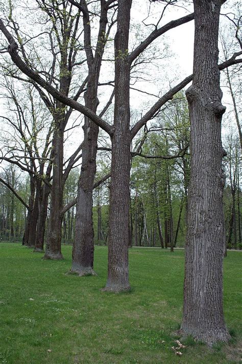 Pohon Kuno Musim Semi Forrest Kuno Foto Latar Belakang Dan Gambar Untuk