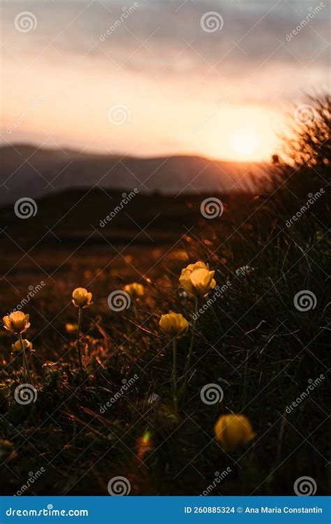 Sunset flowers stock photo. Image of sunset, orange - 260885324