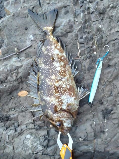 地磯ショアジギ 和歌山県 加太漁港 ショアジギング アイゴ 陸っぱり 釣り・魚釣り 釣果情報サイト カンパリ