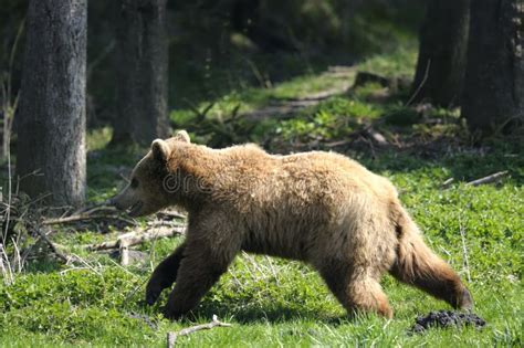 Brown Bear Ursus Arctos Stock Image Image Of Animal 14792859