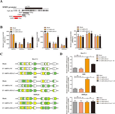 H2A Z Binds To The Upstream Region Of The SFRP1 Promoter And Reduces