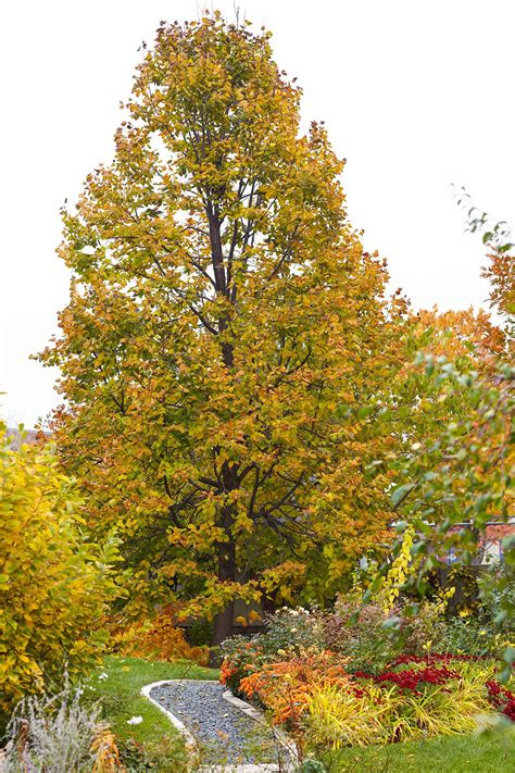 Beautiful Canopy Trees