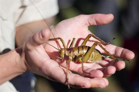 Les Plus Petits Et Plus Gros Insectes Du Monde Insectes Comestibles