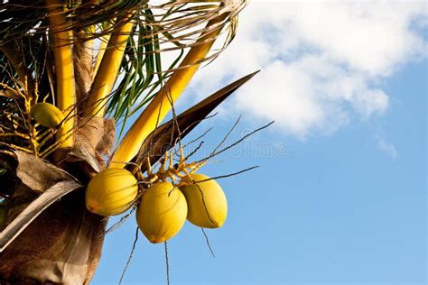 Cocos Del árbol En árbol Contra El Cielo Imagen de archivo Imagen de