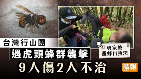 蜂螫奪命｜台灣行山團遇虎頭蜂群襲擊 9人傷2人不治【附避蜂自救法】 晴報 健康 生活健康 D230921