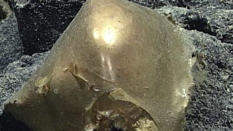 ‘golden Egg Found On Alaskan Seafloor Baffles Researchers Trending Hindustan Times