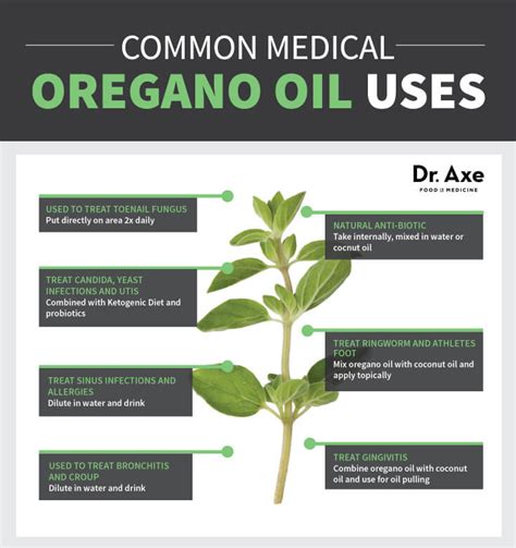 Oregano Oil Benefits Superior To Prescription Antibiotics Dr Axe