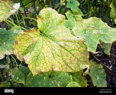 Enfermedad Del Pepino Fotograf As E Im Genes De Alta Resoluci N