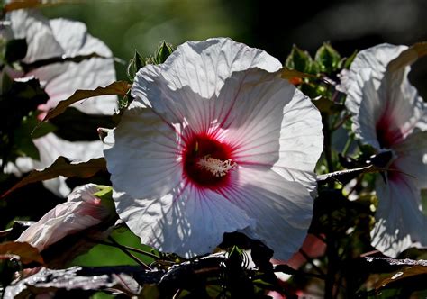 Hibiscus Nicole P Flickr