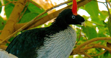 Real Monstrosities: Horned Guan