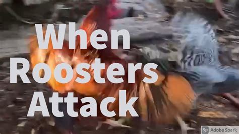 When Roosters Attack Youtube