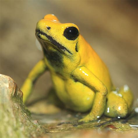 Golden Poison Dart Frog | Rainforest Animals