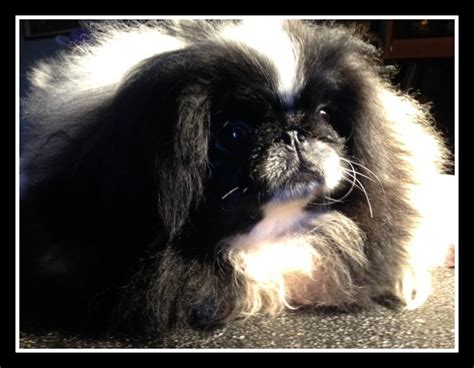 Puppies Happy Tail Pekingese