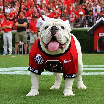 History of uga the mascot – Artofit