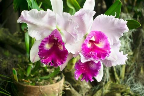 Colorida y hermosa orquídea cattleya florecida con grandes pétalos y