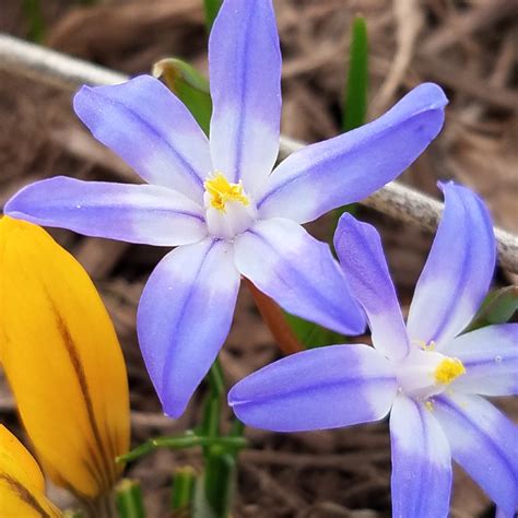 Chionodoxa Glory Of The Snow In Gardentags Plant Encyclopedia