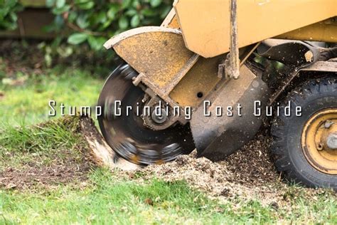 Here You Can Find The Complete Stump Grinding Cost Guide Stump