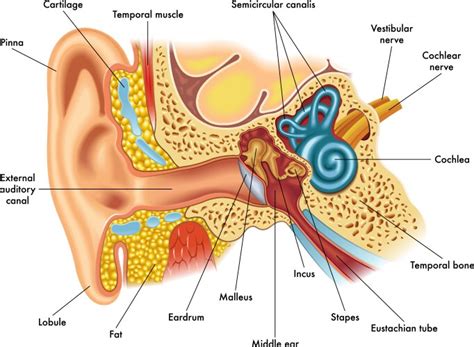 Anatomy Vector Images (over 220,000)