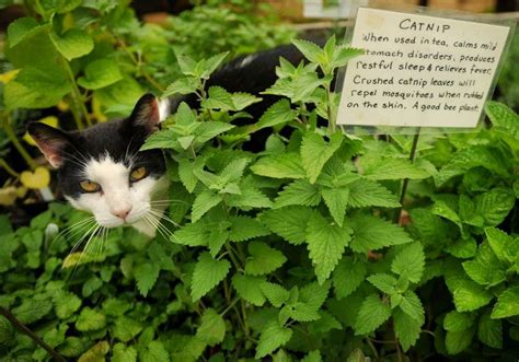 The Secrets of Spices: A Compendium of Botanical and Culinary Lore : Catnip (aka "Kitty Crack")