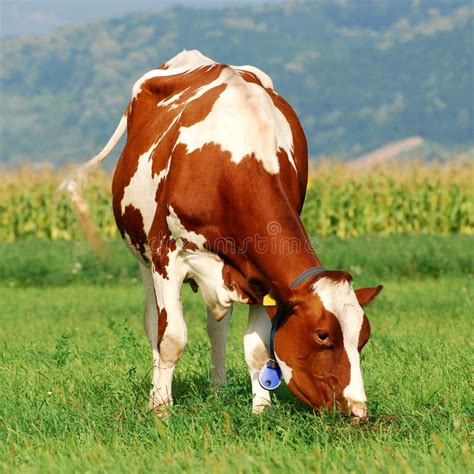 Holstein Cows Grazing Stock Image Image Of Fresh Bovine 11539147