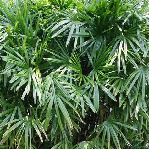 rhapis excelsa alvarez nursery