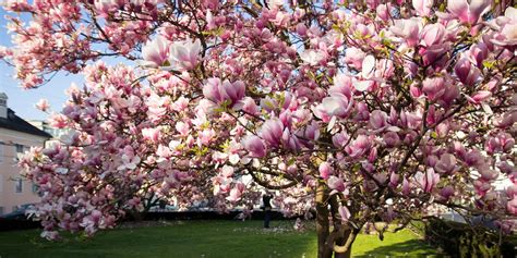 How To Grow Magnolia Trees In Your Yard