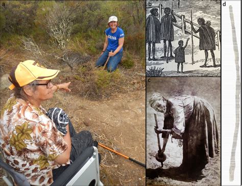 First Nations Use Of Digging Sticks Across Three Uso Rich Mediterranean