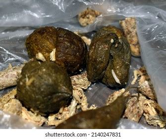 Worms Cat Feces Disease Cats Faeces Stock Photo 2140247831 | Shutterstock