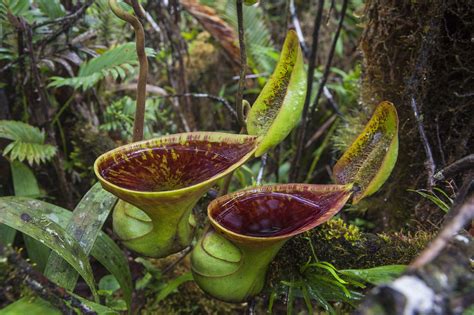 Carnivorous Plants Royal Botanic Gardens Victoria